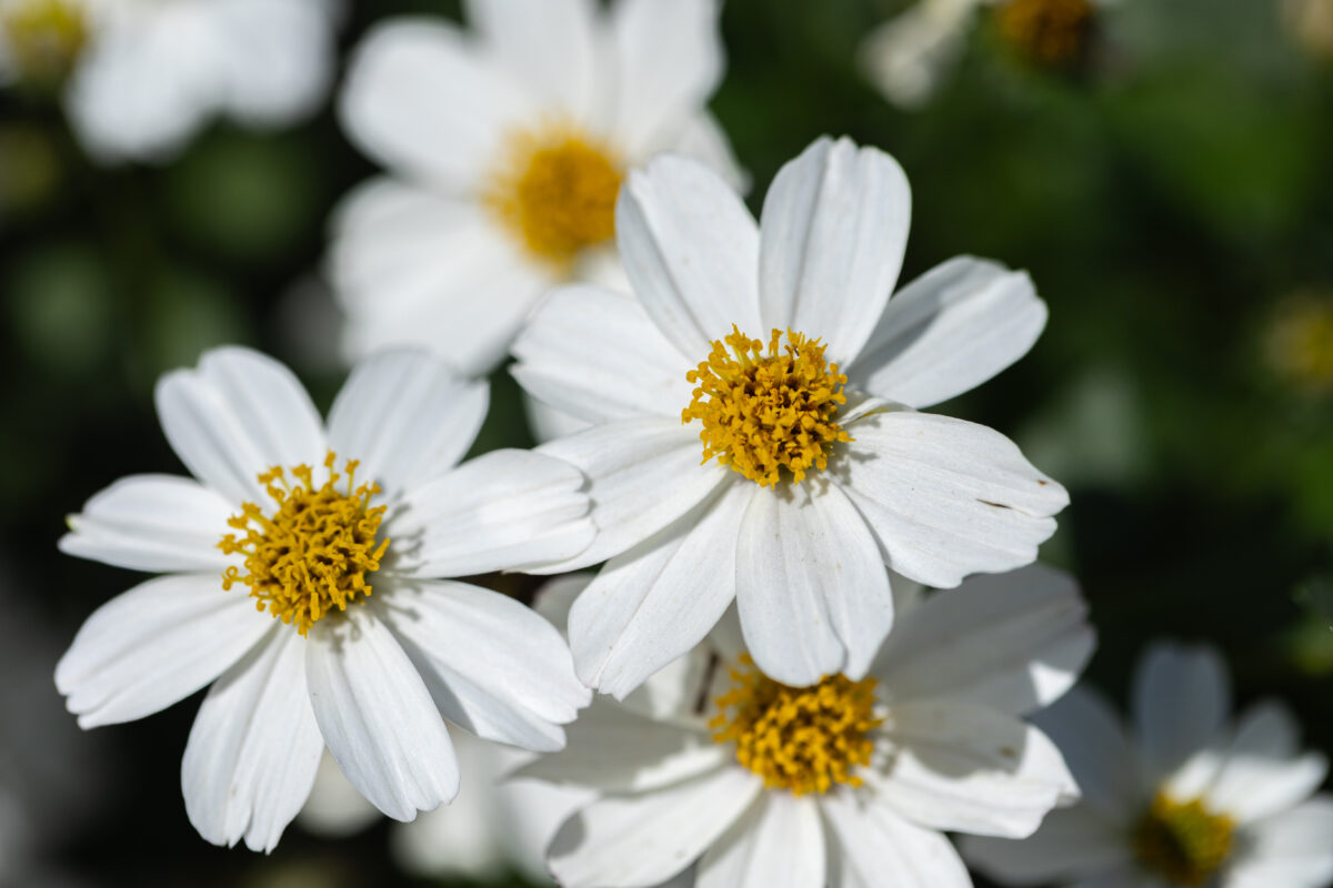 White Delight™ Improved