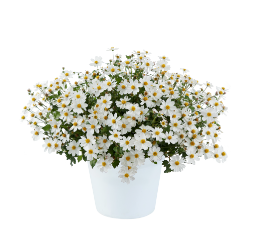 White Delight™ Improved