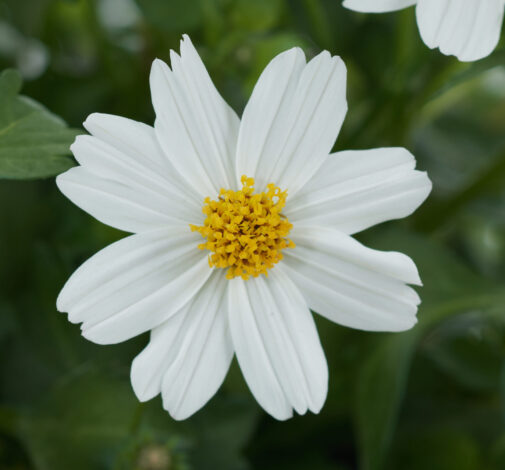 White Delight™ Improved