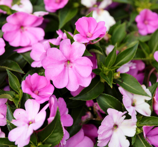 SOL LUNA™ Lilac