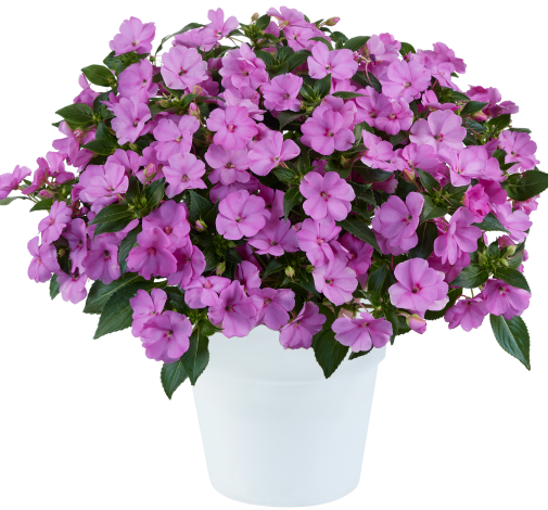 SOL LUNA™ Lilac