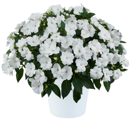 SOL LUNA™ White