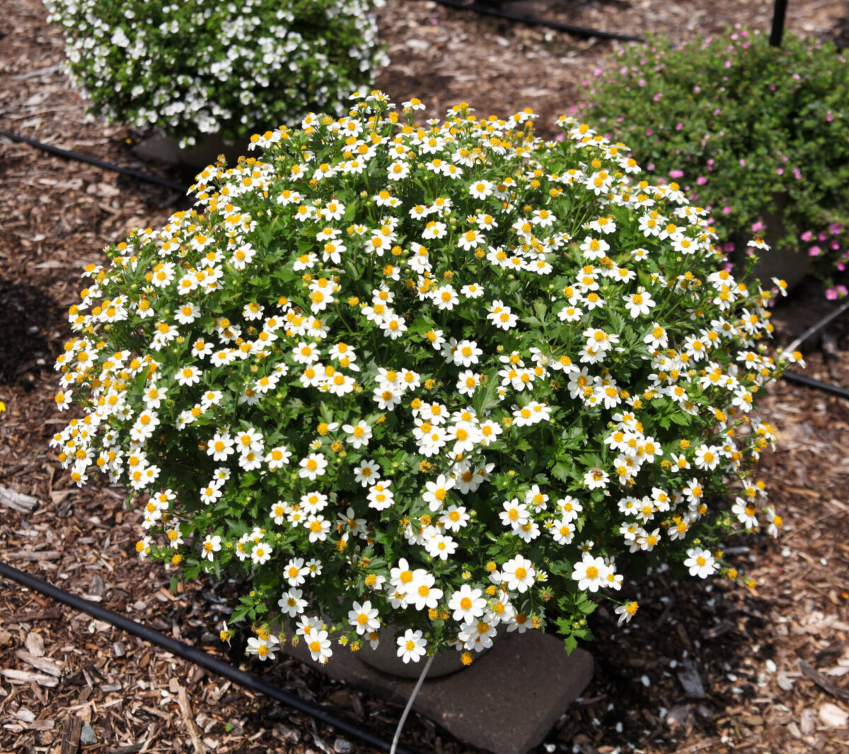 White Delight™ Improved