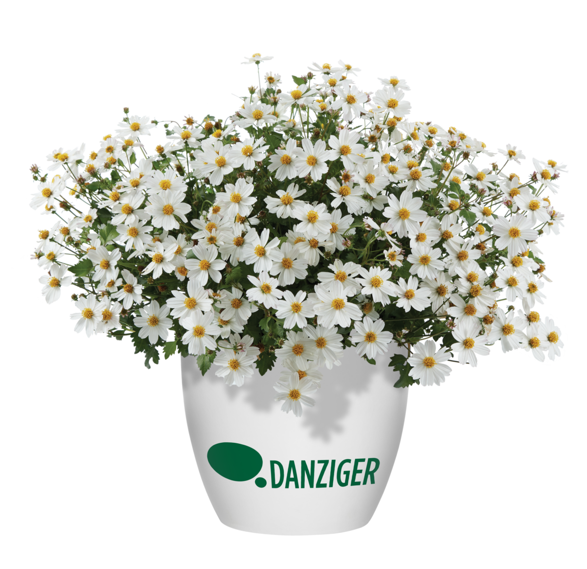 White Delight™ Improved