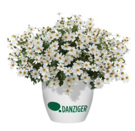 White Delight™ Improved