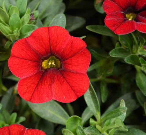 COLIBRI™ Bright Red