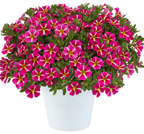 COLIBRI™ Pink Bling
