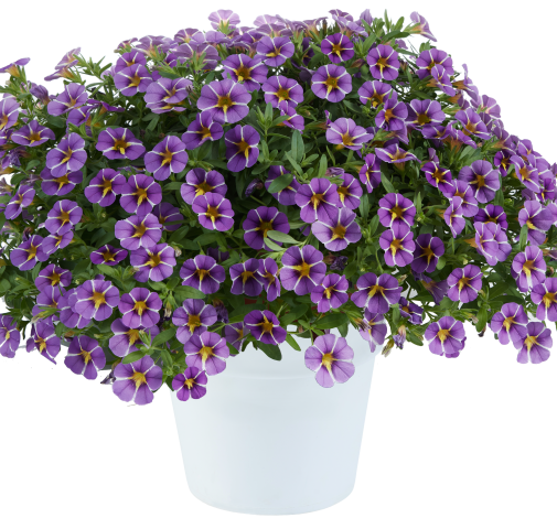 COLIBRI™ Purple Bling