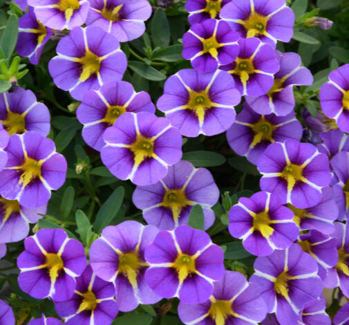 COLIBRI™ Purple Bling