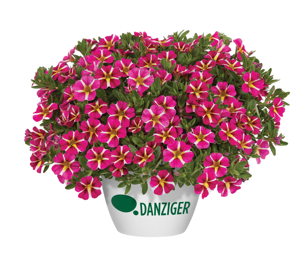 COLIBRI™ Pink Bling