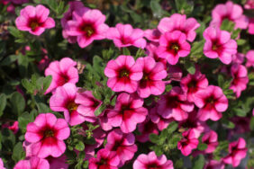 EYECONIC™ Pink