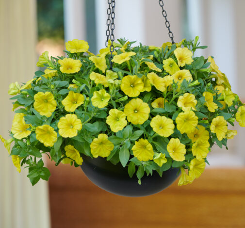 CAPELLA™ Hello Yellow