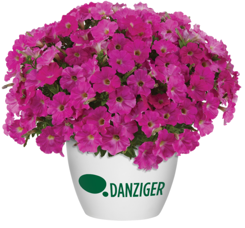CAPELLA™ Rose