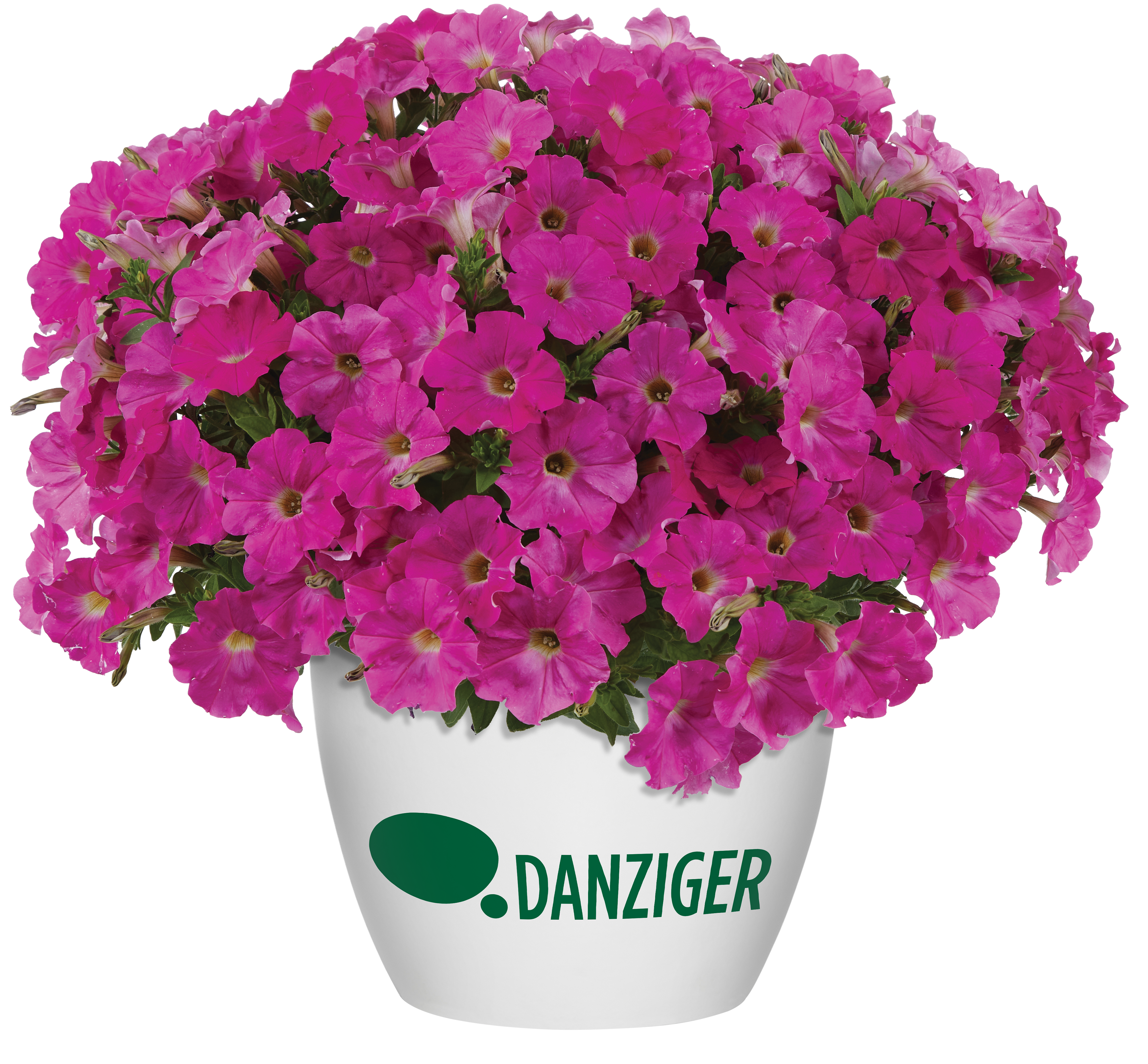CAPELLA™ Rose