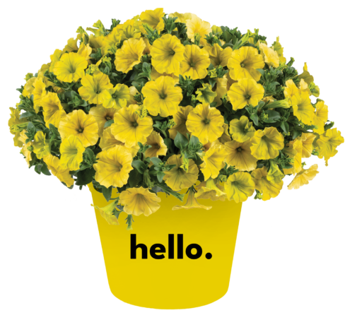 CAPELLA™ Hello Yellow