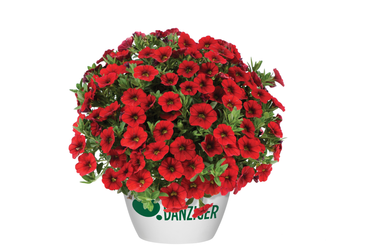 COLIBRI™ Bright Red