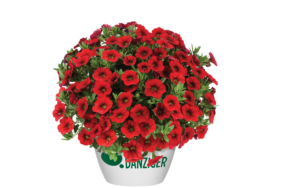 COLIBRI™ Bright Red