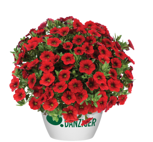 COLIBRI™ Bright Red
