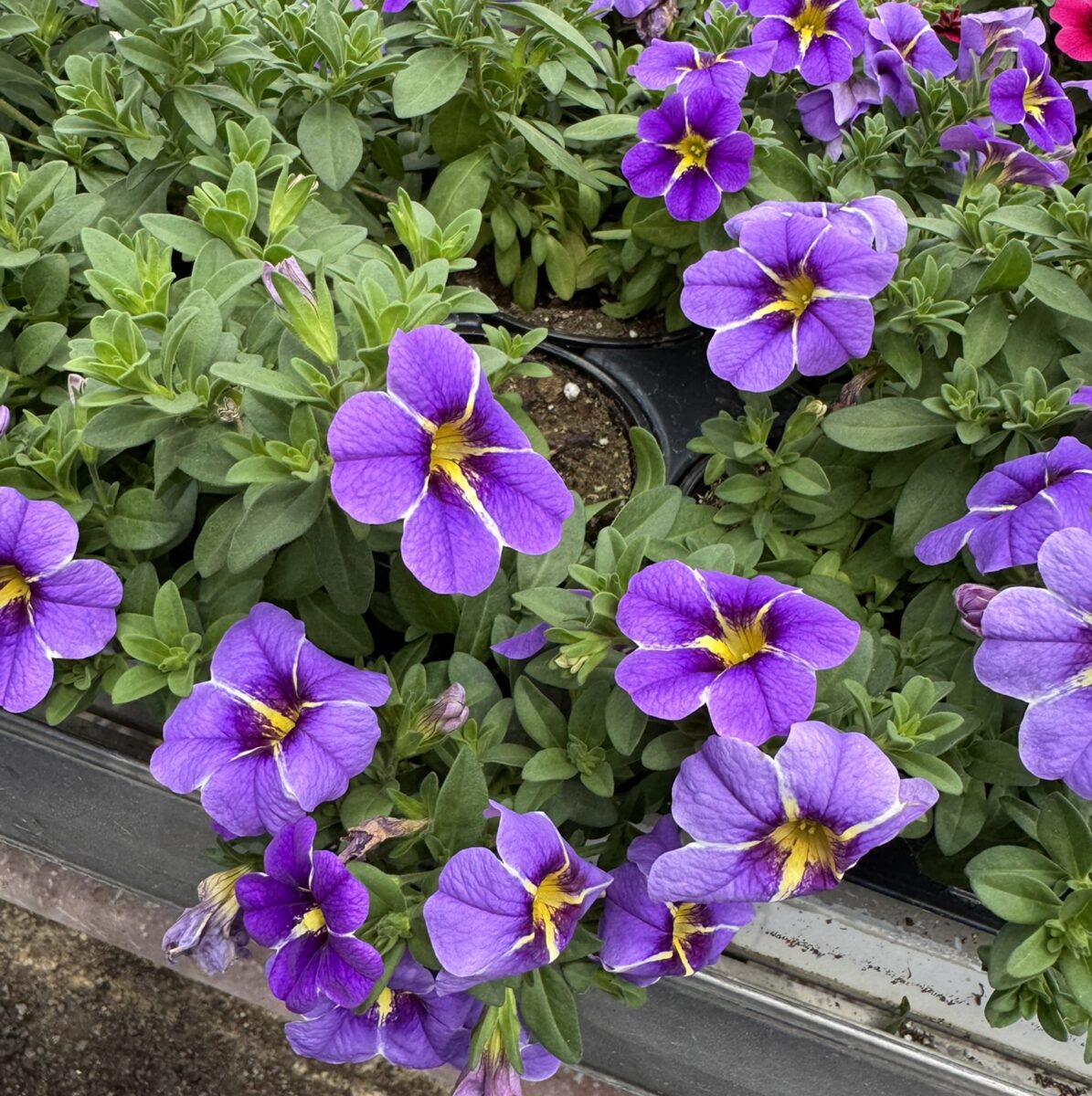 COLIBRI™ Purple Bling