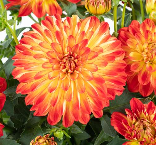 Darlin’™ Orange Flare