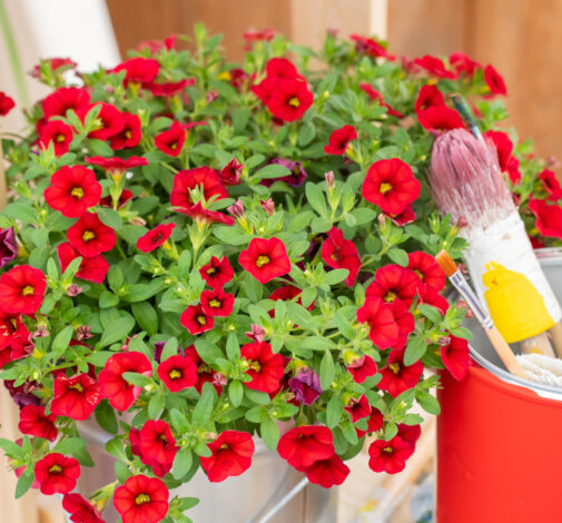 COLIBRI™ Bright Red
