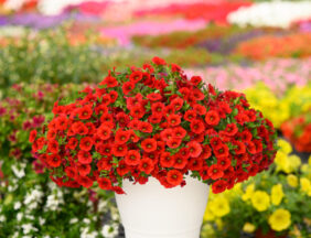 COLIBRI™ Bright Red