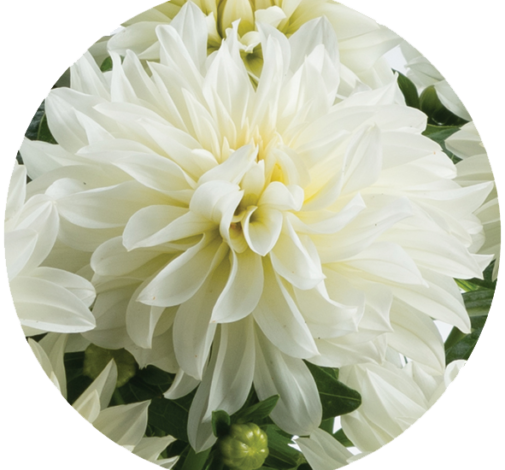 Darlin’™ White
