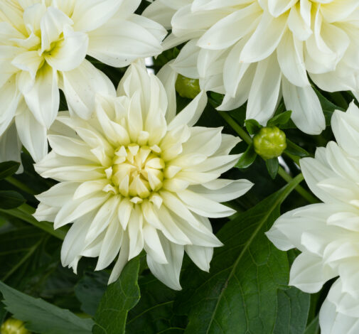 Darlin’™ White