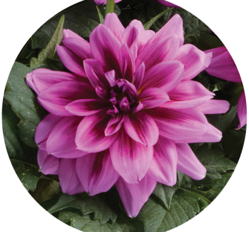 Darlin’™ Vintage Rose