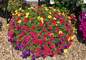 LIA™ Cranberry