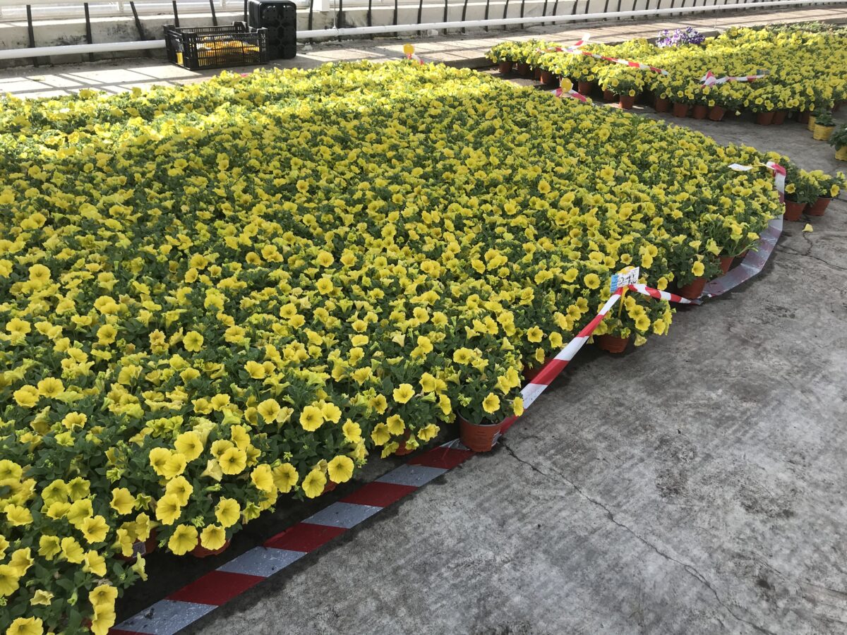 CAPELLA™ Hello Yellow