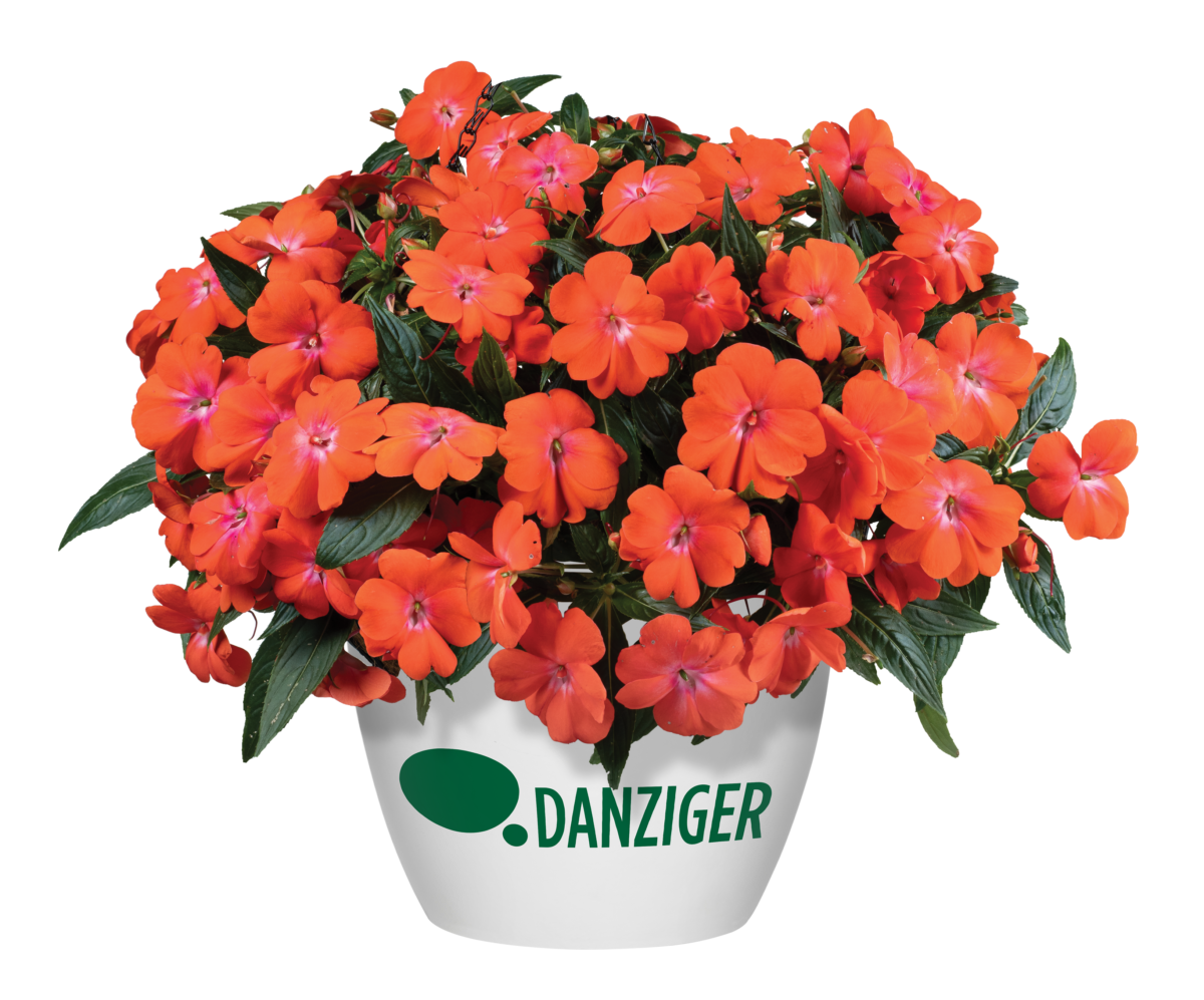 HARMONY® COLORFALL™ Orange