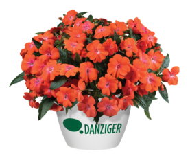 HARMONY® COLORFALL™ Orange