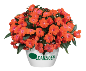 HARMONY® COLORFALL™ Orange