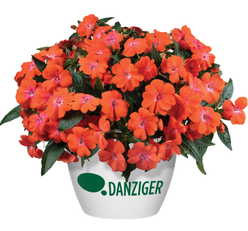 HARMONY® COLORFALL™ Orange