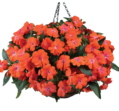 HARMONY® COLORFALL™ Orange
