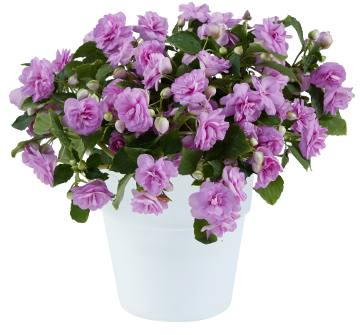 MUSICA™ Lavender