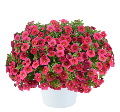 LIA™ Cranberry