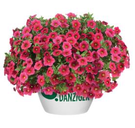 LIA™ Cranberry