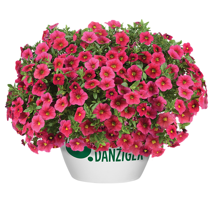 LIA™ Cranberry