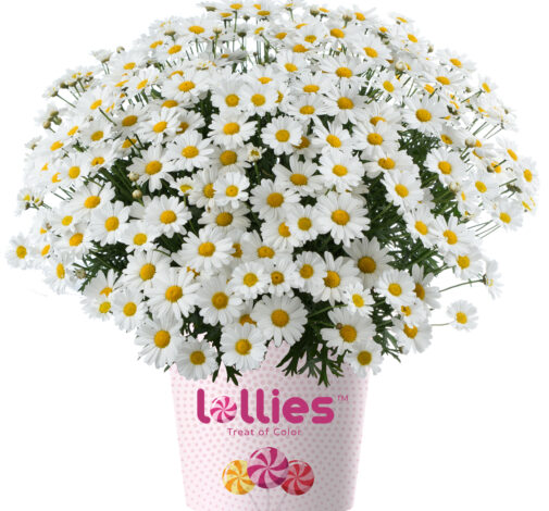 LOLLIES™ White Chocolate
