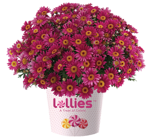 LOLLIES™ Berry Gummy