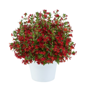 MAI TAI™ Red