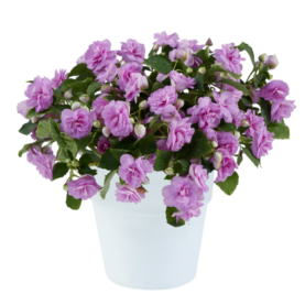 MUSICA™ Lavender