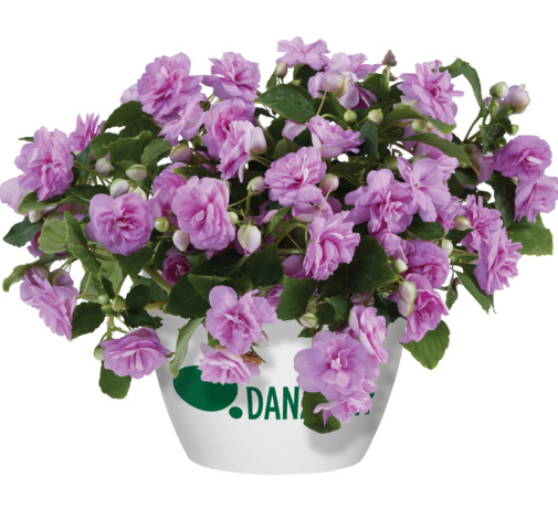 MUSICA™ Lavender