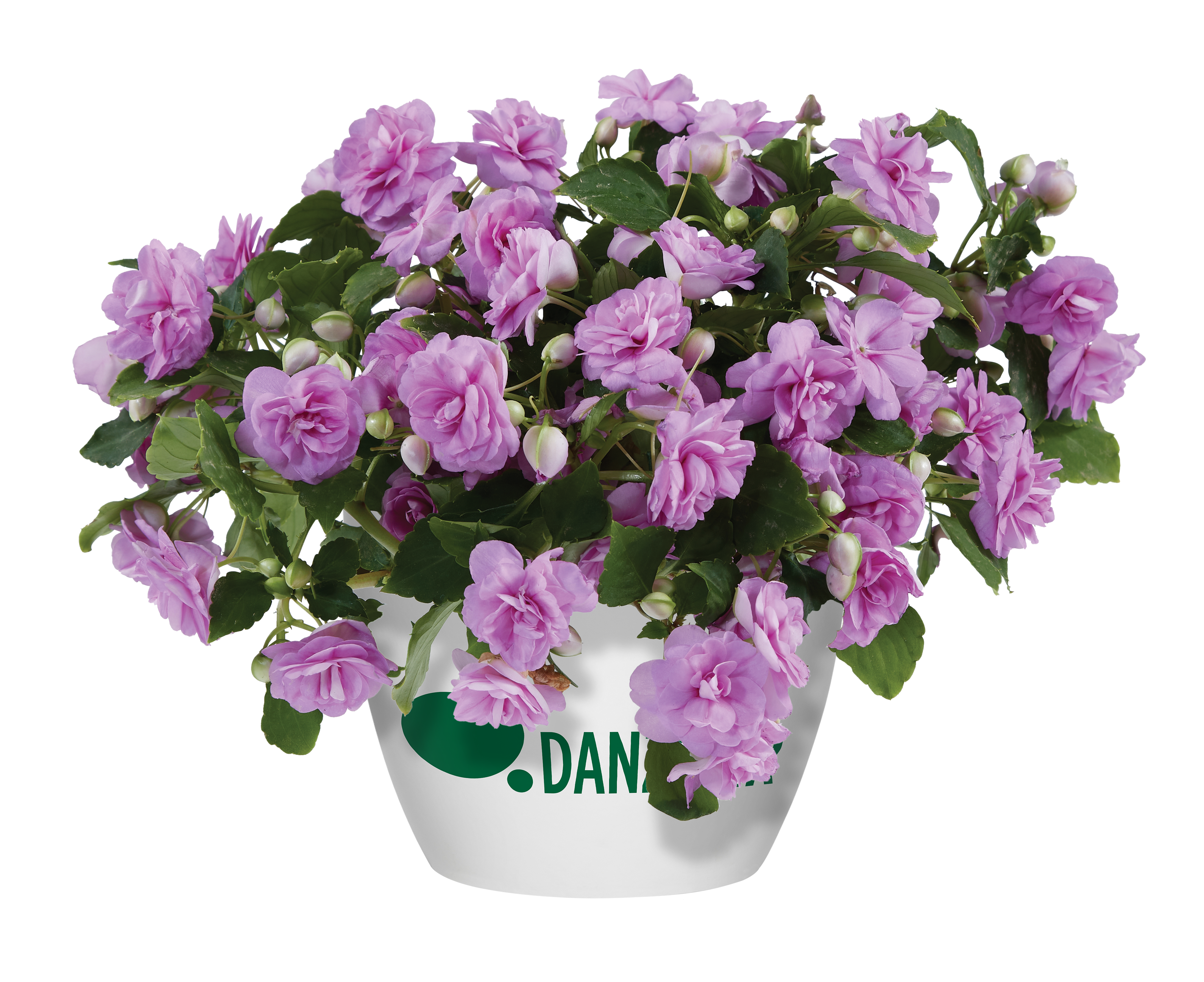MUSICA™ Lavender