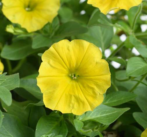 CAPELLA™ Hello Yellow