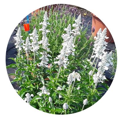 SALLYFUN™  Pure White