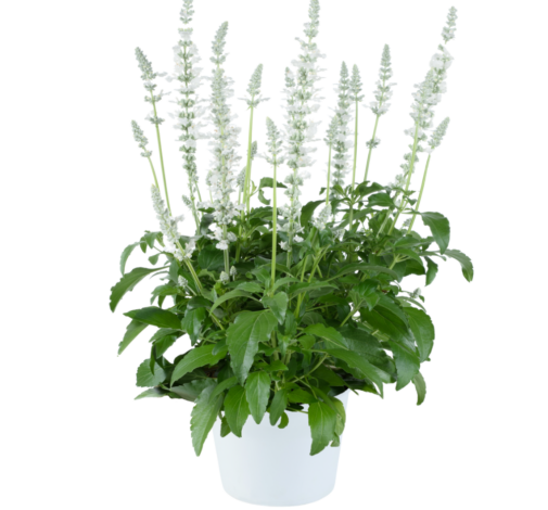 SALLYFUN™ Pure White