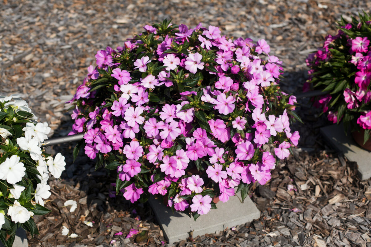 SOL LUNA™ Lilac